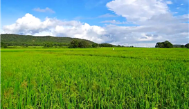 黨建引領(lǐng)|村企共建，讓鄉(xiāng)村振興跑出“加速度”